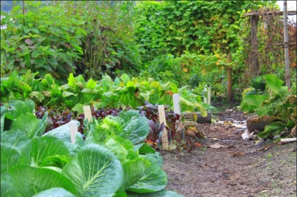 Plants and the Five Love Languages