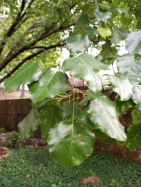 Callery Pear – Alchemy