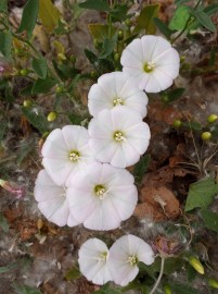 Field Bindweed – Alchemy