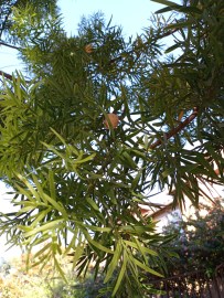 African Fern Pine – Alchemy