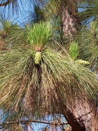 Canary Island Pine – Alchemy