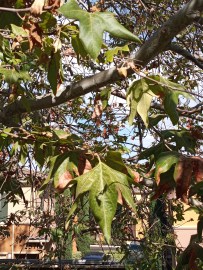 California Sycamore – Alchemy