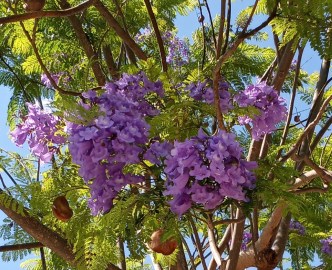 Black Poui – Alchemy