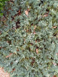 Waukegan Juniper – Alchemy