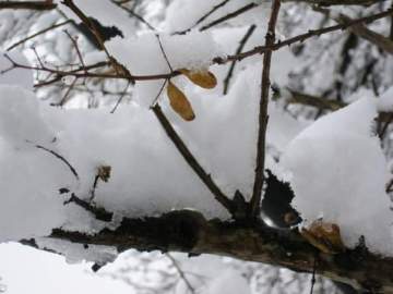 Book Excerpt: Michelle and Hank