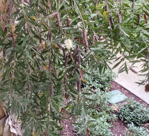 Belbowrie – Alchemy