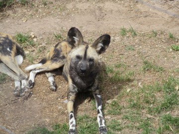 El Paso Zoo, TX 2023