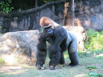 Dallas Zoo, March 2025