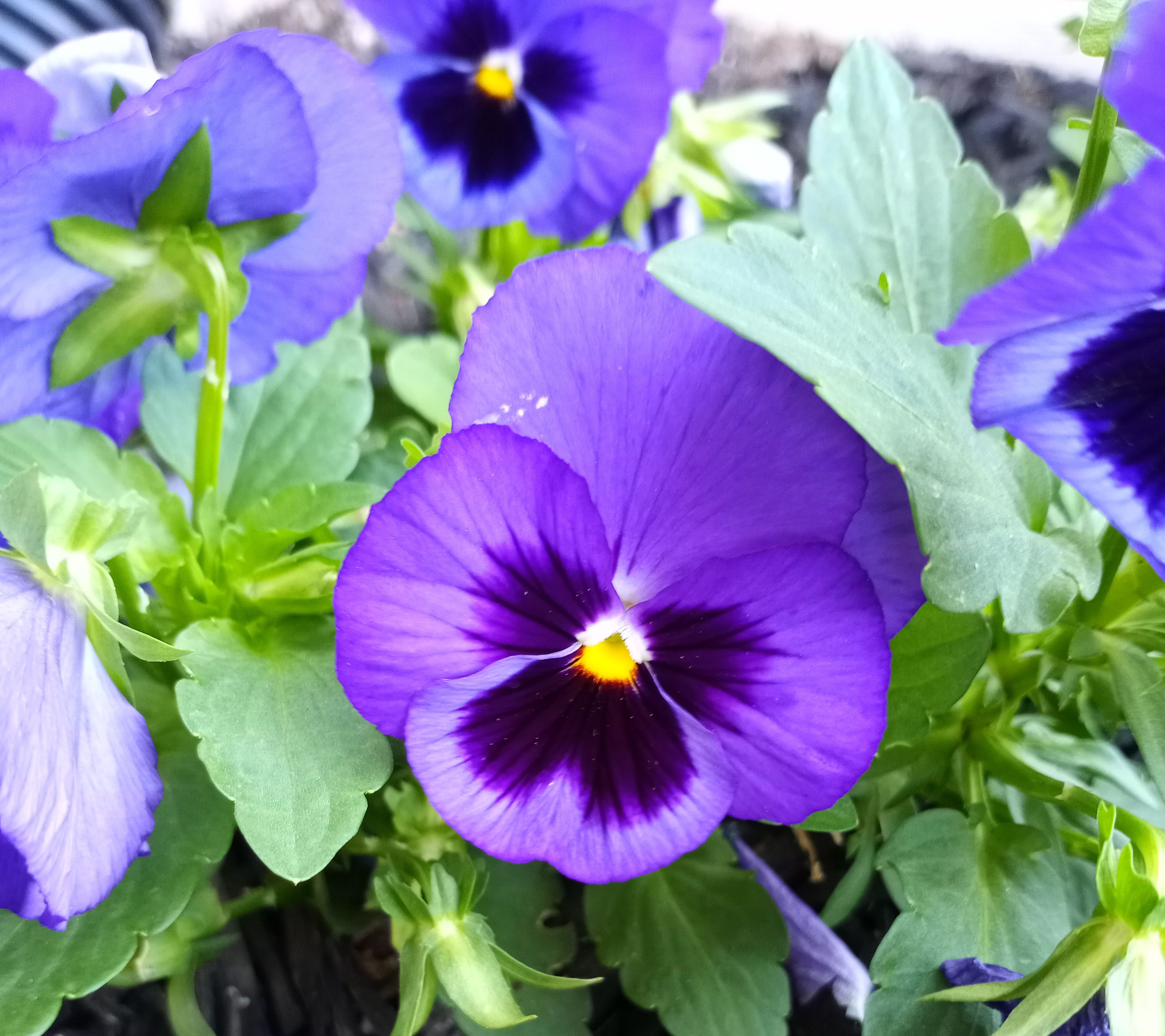 Psychic Daily Tip: 8/8/25 – “Plant Love”