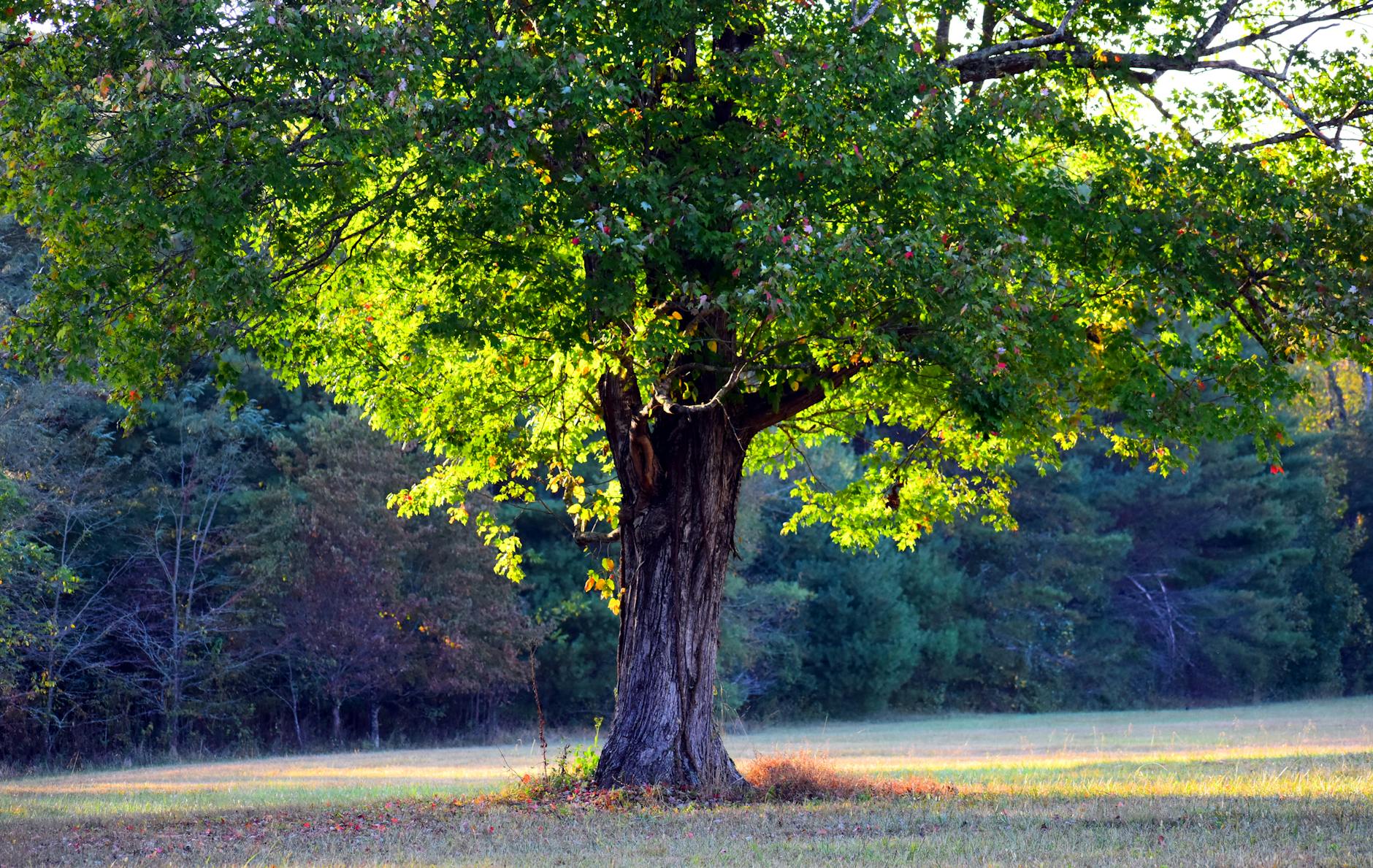 Psychic Daily Tip: 5/11/26 – “Native American Sprituality: Trees”