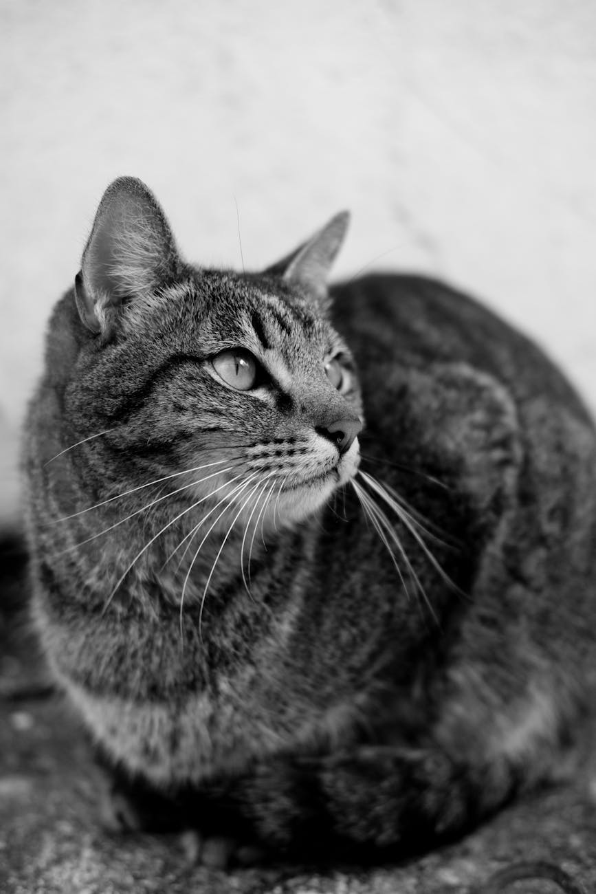 Animal Spiritual Meanings: 5/29/26 – “Cats”