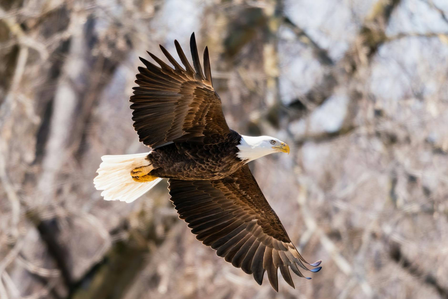 Psychic Daily Tip: 5/4/26 – “Native American Beliefs: The Eagle”