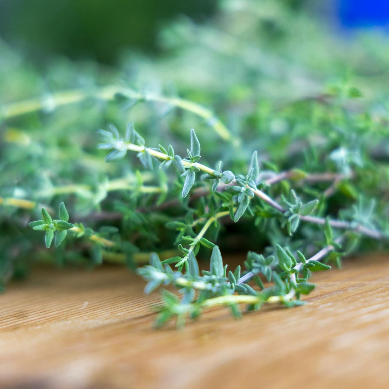 Psychic Daily Tip: 6/22/26 – “Herbs for Home Protection”
