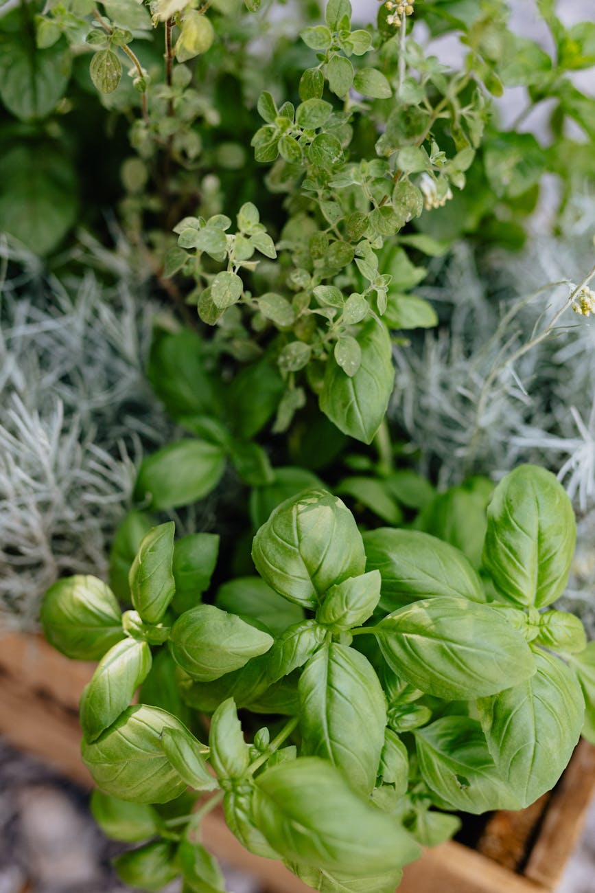 basil plant on wooden crate